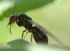 Camponotus lateralis